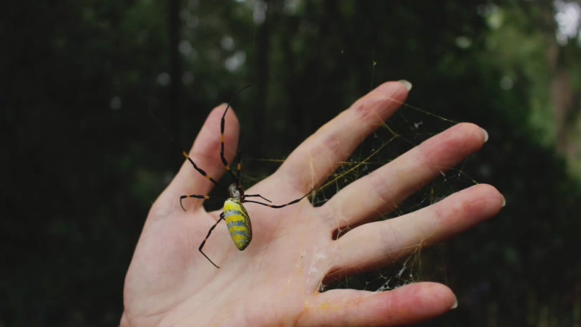 Invasive spider species appearing in Georgia